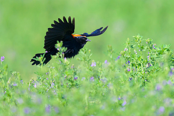 Red-wined Blackbird