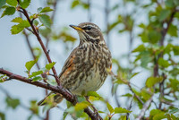 Redwing / Droździk