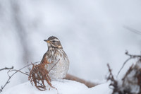 Redwing / Droździk
