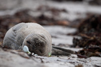 Seal