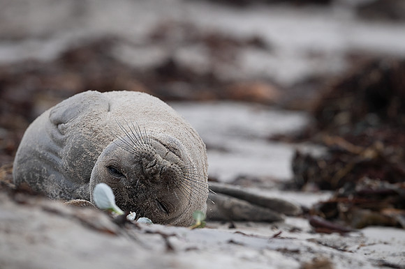 Seal