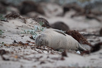 Seal