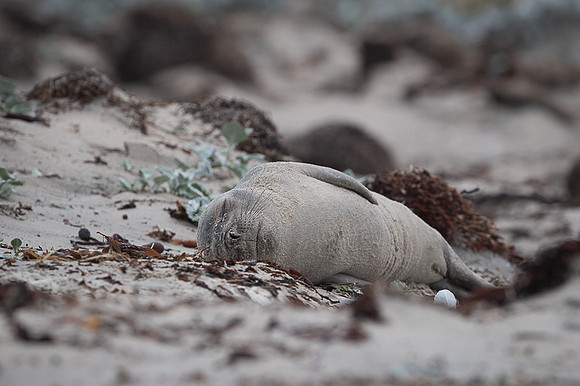 Seal