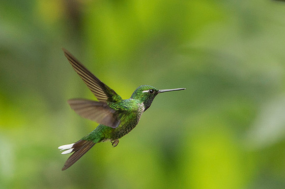 Purple-bibbed Whitetip