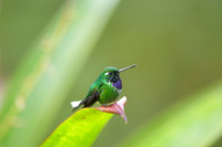 Purple-bibbed Whitetip