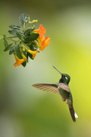 Purple-bibbed Whitetip