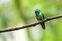 Purple-bibbed Whitetip