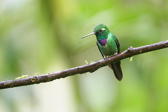 Purple-bibbed Whitetip