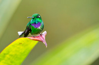 Purple-bibbed Whitetip