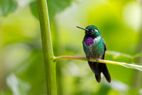 Purple-bibbed Whitetip