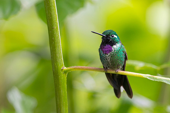 Purple-bibbed Whitetip