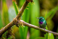 Purple-bibbed Whitetip