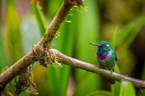 Purple-bibbed Whitetip