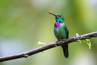Purple-bibbed Whitetip