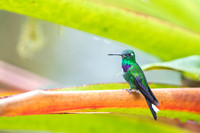 Purple-bibbed Whitetip