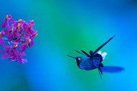 Purple-bibbed Whitetip