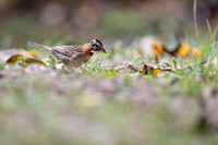 Rufous-collared Sparrow
