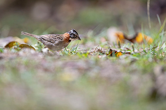 Rufous-collared Sparrow