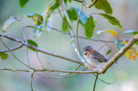 Rufous-collared Sparrow