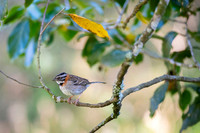 Rufous-collared Sparrow