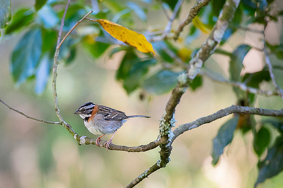 Rufous-collared Sparrow