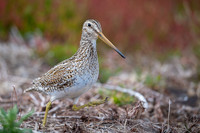 Snipe