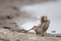 Snipe