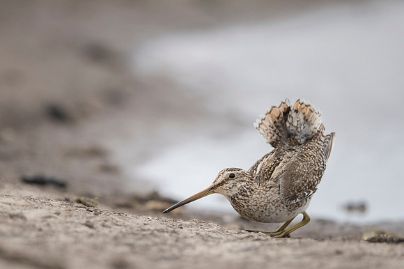 Snipe