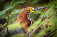 Refuscent Tiger Heron