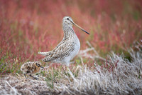 Snipe