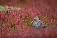Snipe
