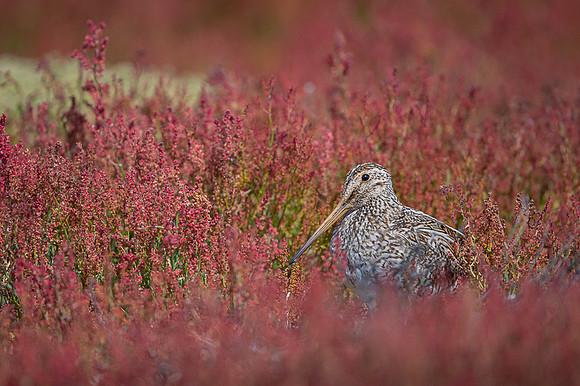 Snipe