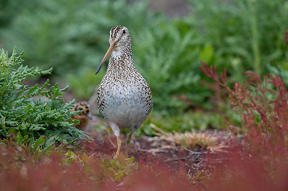 Snipe