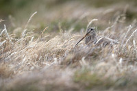 Snipe