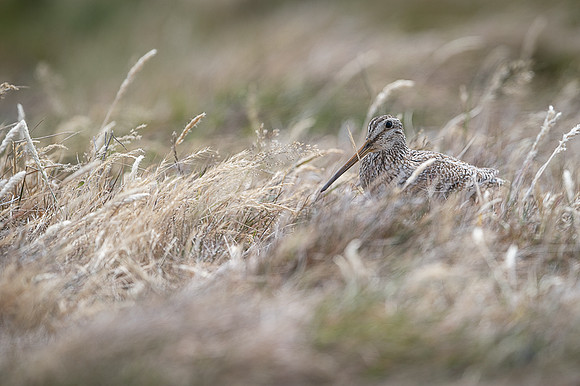Snipe