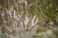 Snipe