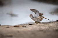 Snipe