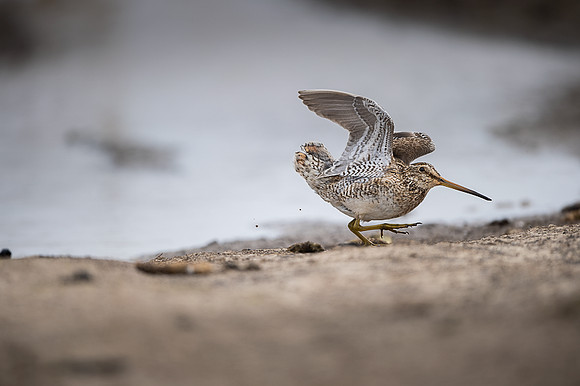 Snipe