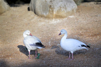 Snow goose