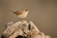 Spectacled Warbler / Pokrzewka okularowa
