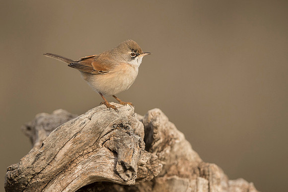 Spectacled Warbler / Pokrzewka okularowa