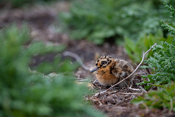 Snipe