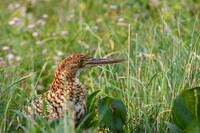 Refuscent Tiger Heron