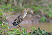 Refuscent Tiger Heron