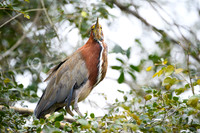 Refuscent Tiger Heron