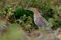 Refuscent Tiger Heron