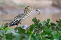Refuscent Tiger Heron