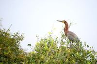 Refuscent Tiger Heron
