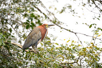 Refuscent Tiger Heron