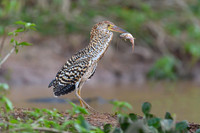 Refuscent Tiger Heron